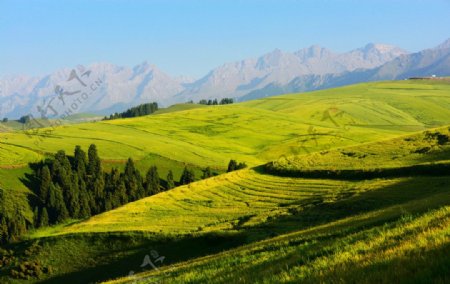 青山绿地图片