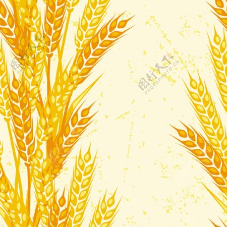 小麦粮食麦穗稻子图片