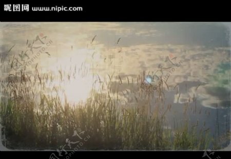 自然环境水草视频素材