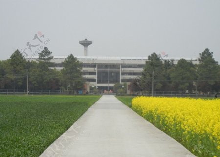 中国水稻研究所1图片