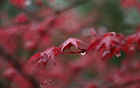 雨中红枫图片