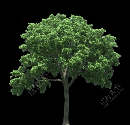 园林树木绿树透明png图片
