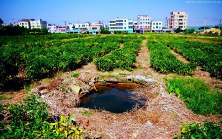 草木系列田园风光图片