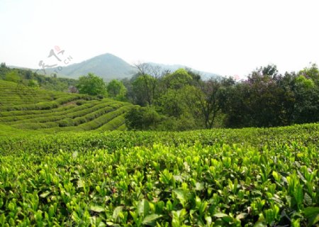 莫干山黄芽茶叶山地种植图片