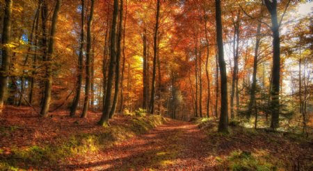 秋天的林中小路图片