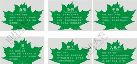 树叶型树种牌的介绍图片