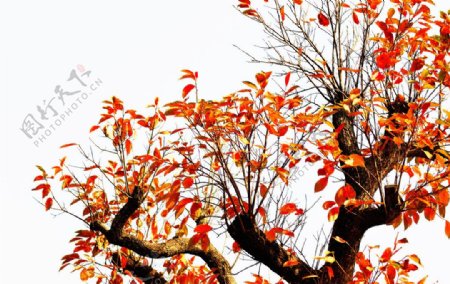 秋天金色树木图片