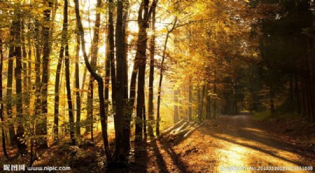 美丽秋季森林的公路图片