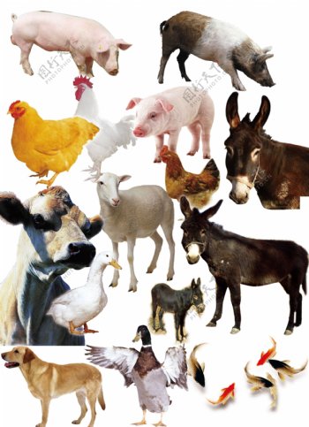 动物素材ps图片
