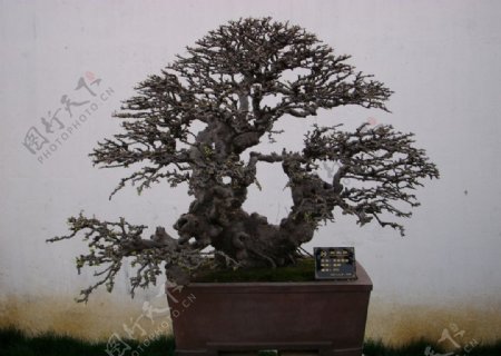 榆树盆景图片