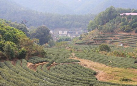 梅州茶场图片