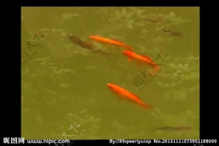 金鱼背景视频素材