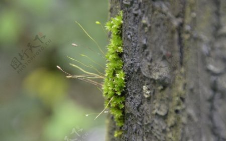 树皮苔藓图片