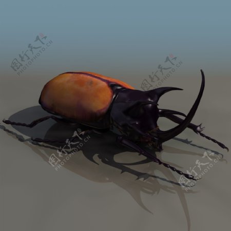 3D模型图库动物类屎壳螂图片