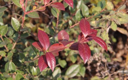 秋天的红叶植物图片