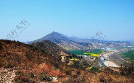 山野的菜花图片