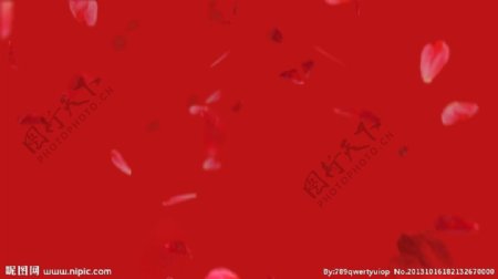 动态花瓣红色背景视频