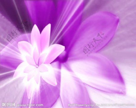 紫色鲜花背景视频素材
