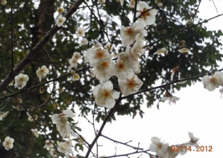 白色腊梅花图片