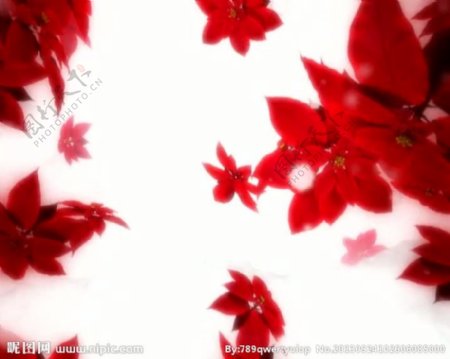 红色花朵视频素材