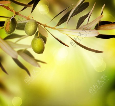 树上橄榄果特写图片