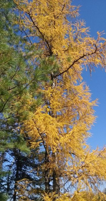 秋天里的树图片