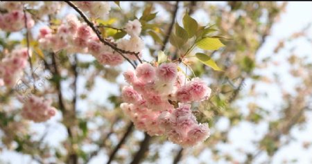 樱花在风中摇摆