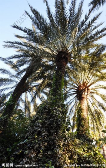 西班牙棕榈林图片