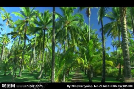 海岸椰树风景画视频