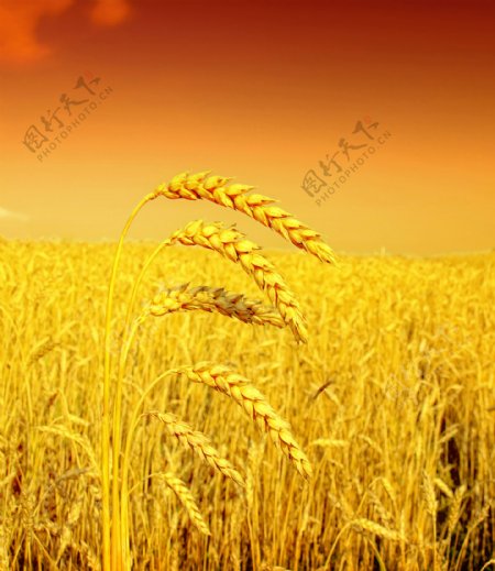 金黄色的麦穗图片