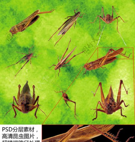 昆虫高清素材图片