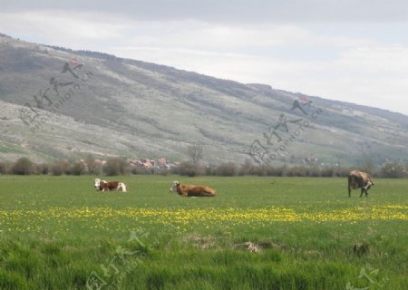 村里的牛儿图片