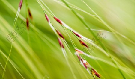 野草种子图片