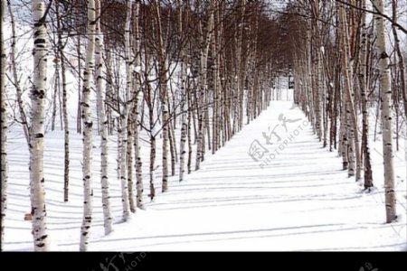 冬日白桦树