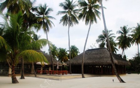 椰岛餐厅图片