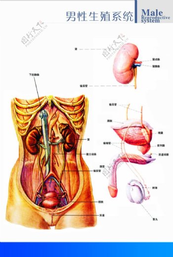 生殖解剖图图片