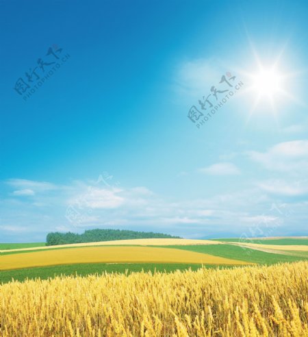 蓝天下的金黄麦田图片