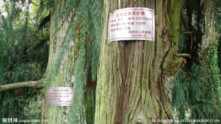 柳杉古树名木保护图片