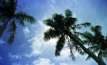 天空下的椰树图片