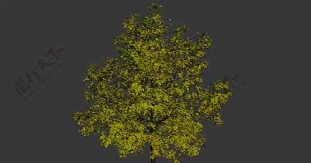 树模型图片