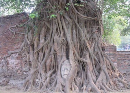 泰国树抱佛头图片
