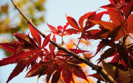 红叶槭树春天图片