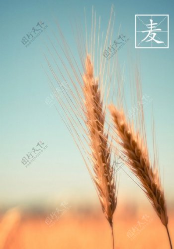 小麦麦穗高清图图片