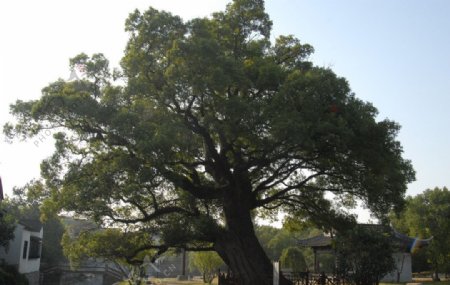 苏州明月湾千年香樟古树图片