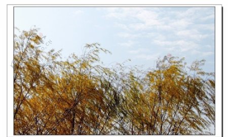 秋风中的柳树图片