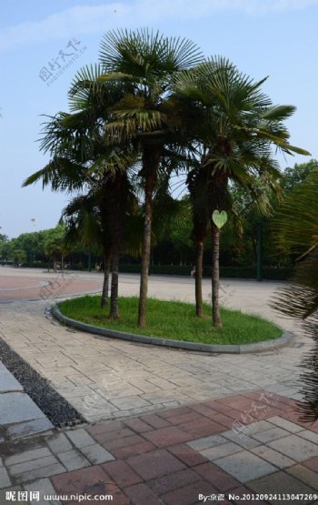 椰树公园一角图片