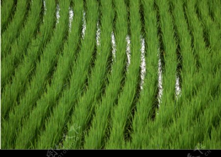 田间水稻图片