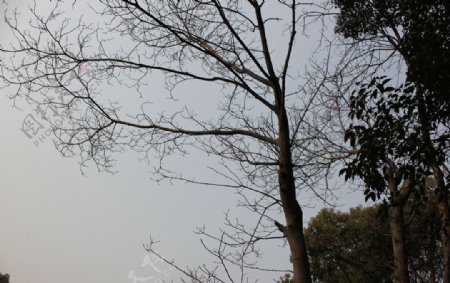 佳山的树图片