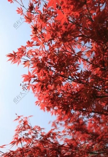 栖霞红叶图片