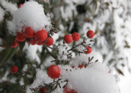 雪中南天竹图片